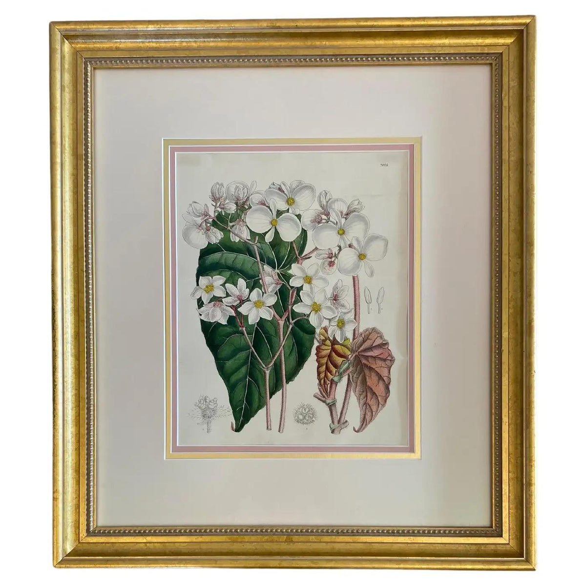 John Nugent Fitch Orchids, 19th Century Hand Colored Engraving Botanical Print — detail 7