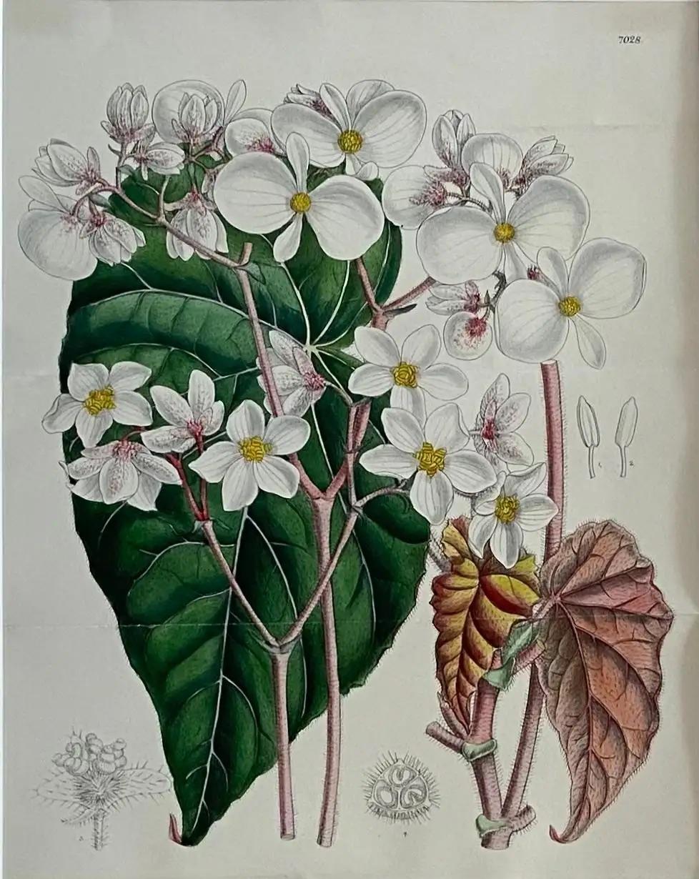John Nugent Fitch Orchids, 19th Century Hand Colored Engraving Botanical Print — detail 9