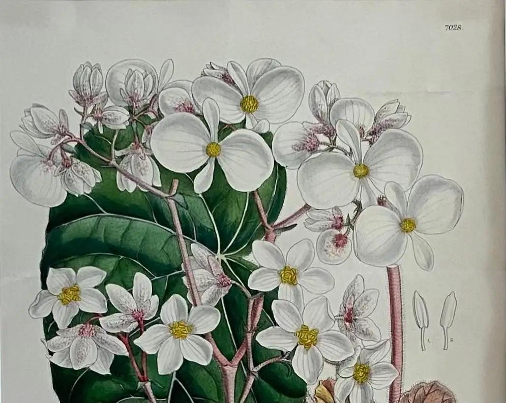 John Nugent Fitch Orchids, 19th Century Hand Colored Engraving Botanical Print — detail 11