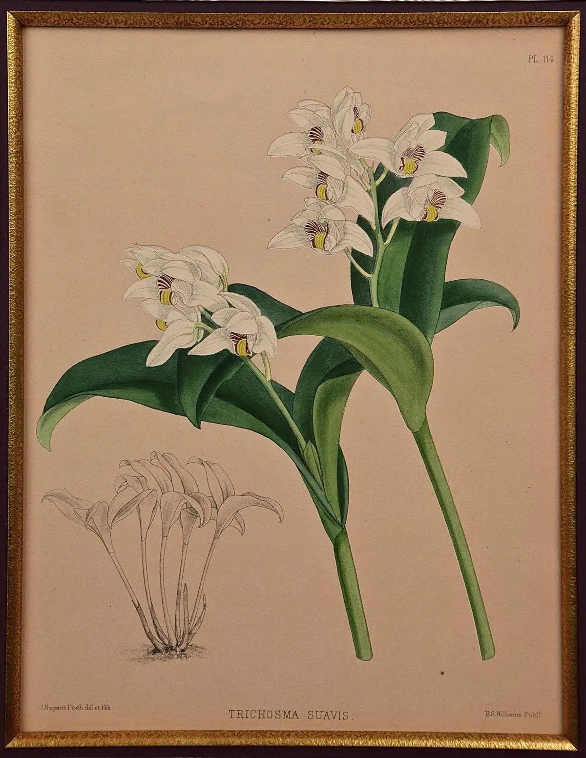 John Nugent Fitch Orchids, Framed 19th Century Hand-Colored Botanical Engraving — detail 5