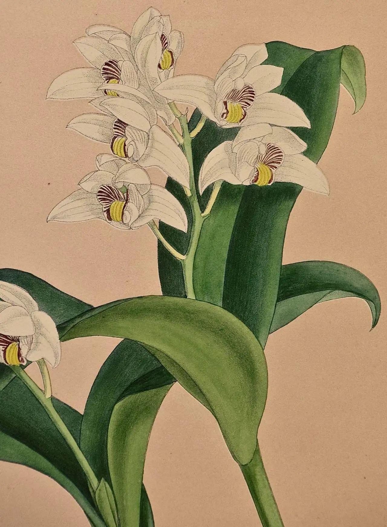 John Nugent Fitch Orchids, Framed 19th Century Hand-Colored Botanical Engraving — detail 4