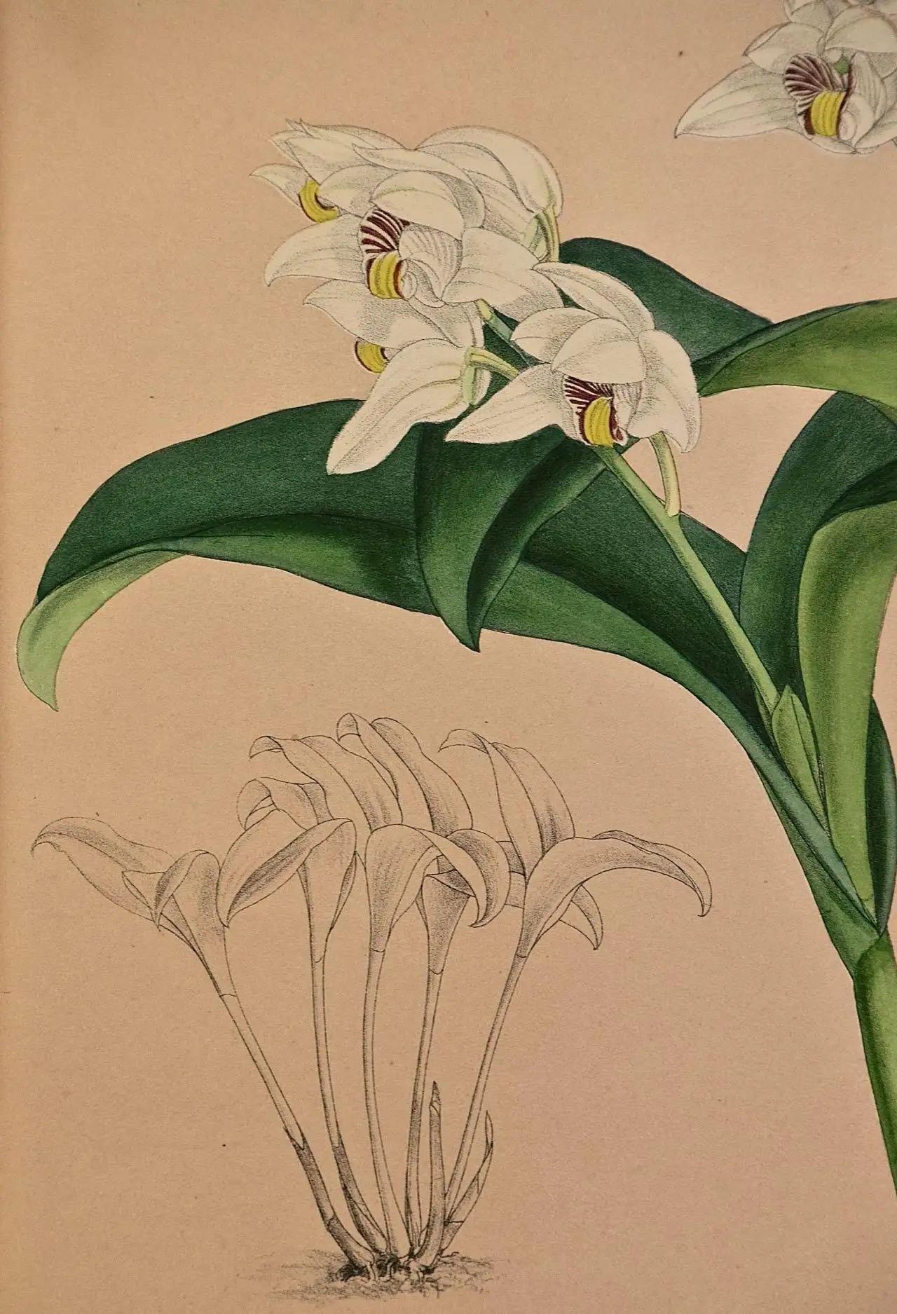 John Nugent Fitch Orchids, Framed 19th Century Hand-Colored Botanical Engraving — detail 3