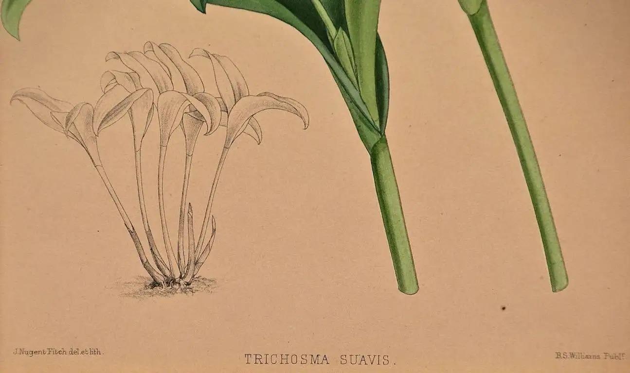 John Nugent Fitch Orchids, Framed 19th Century Hand-Colored Botanical Engraving — detail 2