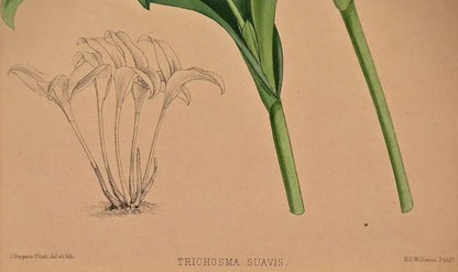 John Nugent Fitch Orchids, Framed 19th Century Hand-Colored Botanical Engraving — detail 2