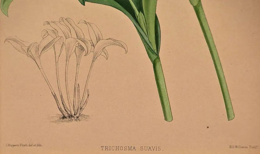 John Nugent Fitch Orchids, Framed 19th Century Hand-Colored Botanical Engraving — detail 2