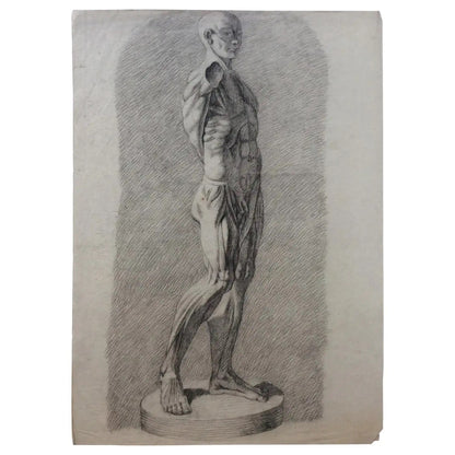 Collection of 4 Antique Anatomical Drawings