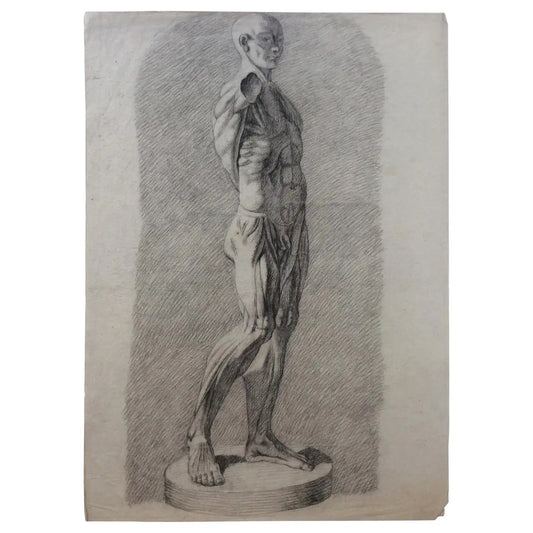 Collection of 4 Antique Anatomical Drawings