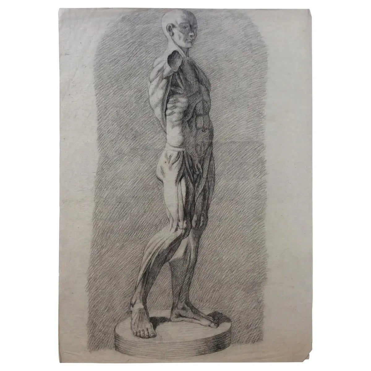 Collection of 4 Antique Anatomical Drawings — detail 5