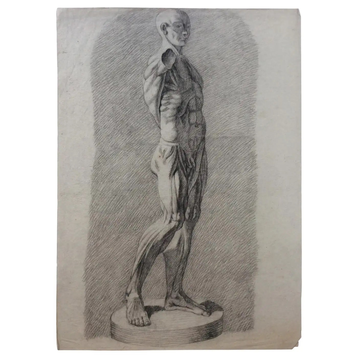 Collection of 4 Antique Anatomical Drawings — detail 5