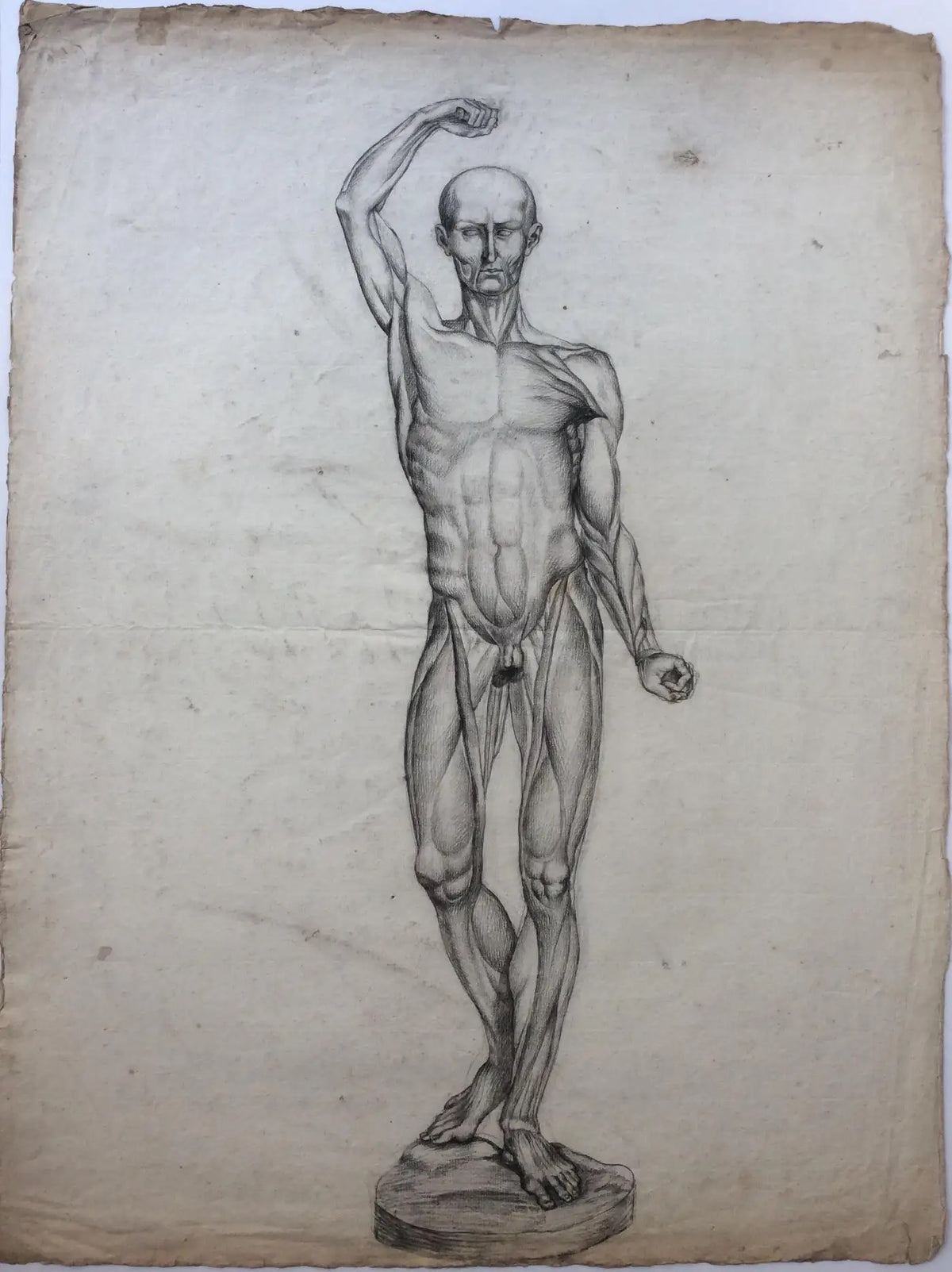 Collection of 4 Antique Anatomical Drawings — detail 2