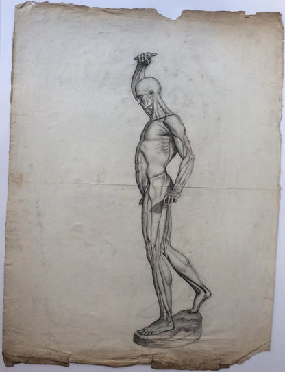 Collection of 4 Antique Anatomical Drawings — detail 4