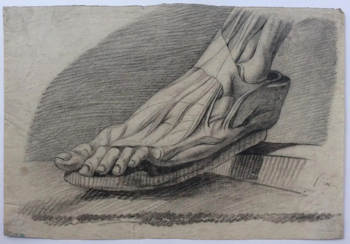 Collection of 4 Antique Anatomical Drawings — detail 7