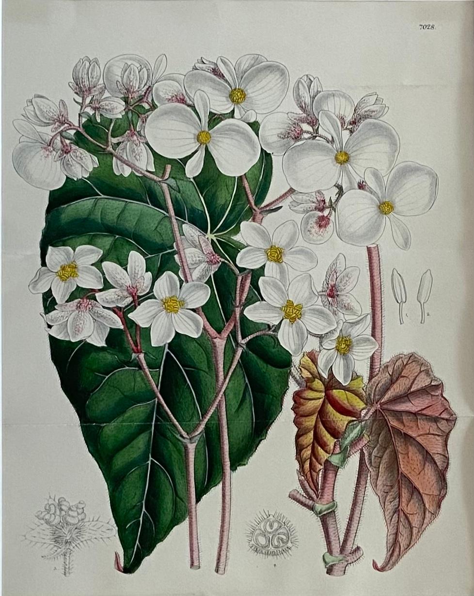 John Nugent Fitch Orchids, 19th Century Hand Colored Engraving Botanical Print — detail 2