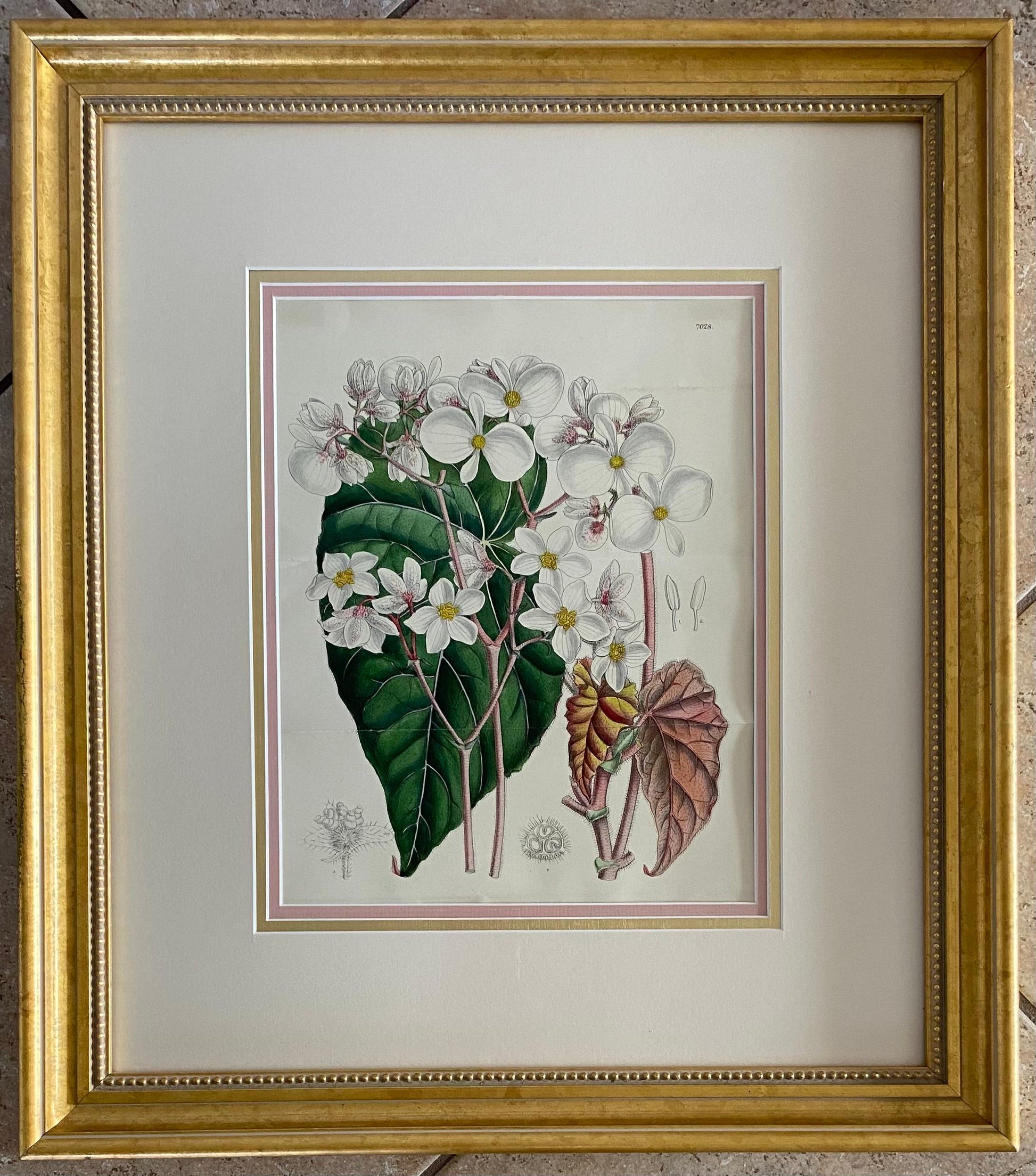 John Nugent Fitch Orchids, 19th Century Hand Colored Engraving Botanical Print — detail 5
