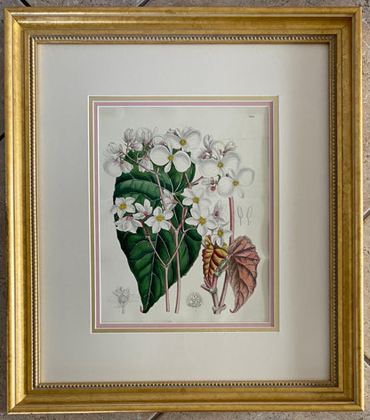 John Nugent Fitch Orchids, 19th Century Hand Colored Engraving Botanical Print — detail 5