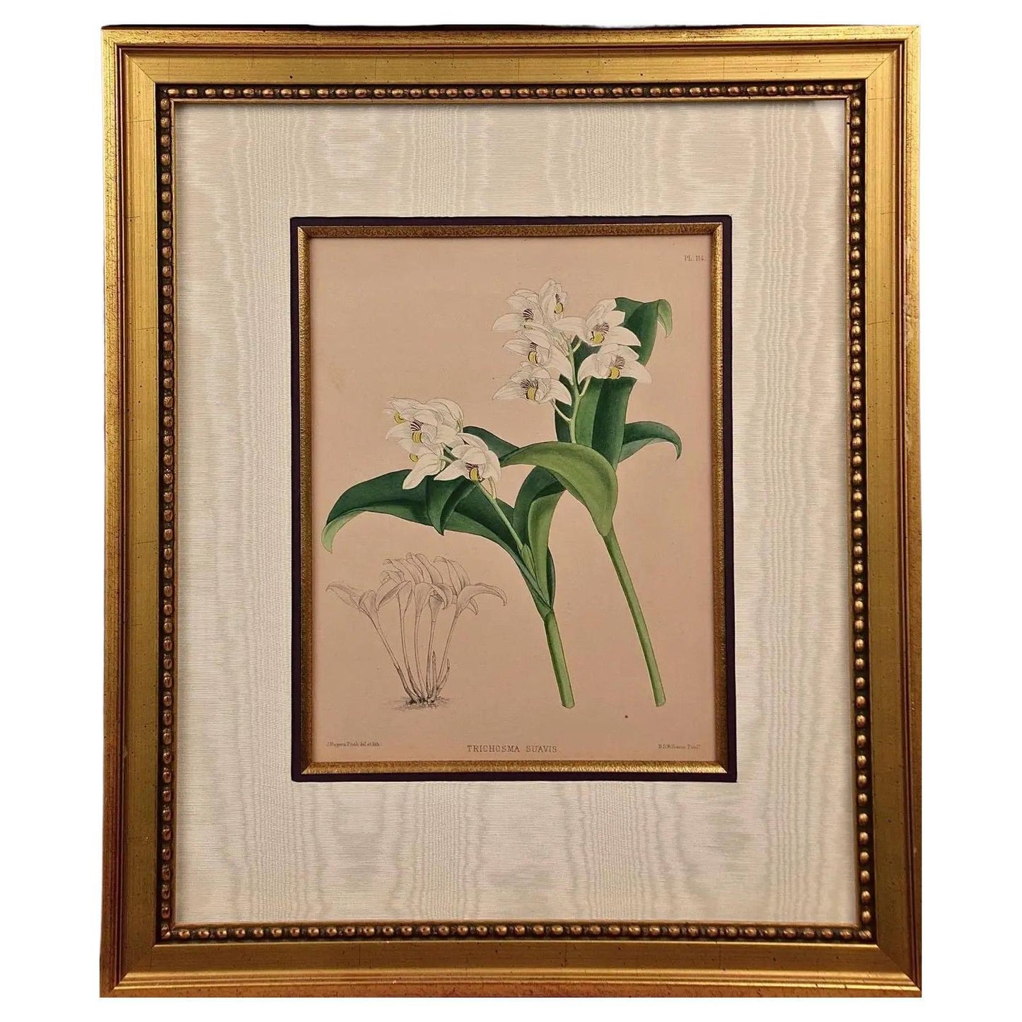 John Nugent Fitch Orchids, Framed 19th Century Hand-Colored Botanical Engraving