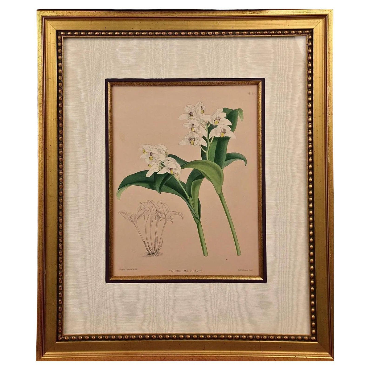 John Nugent Fitch Orchids, Framed 19th Century Hand-Colored Botanical Engraving