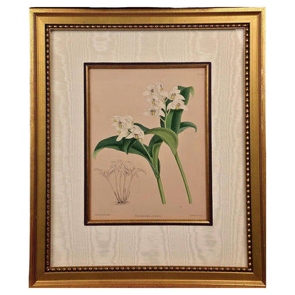 John Nugent Fitch Orchids, Framed 19th Century Hand-Colored Botanical Engraving
