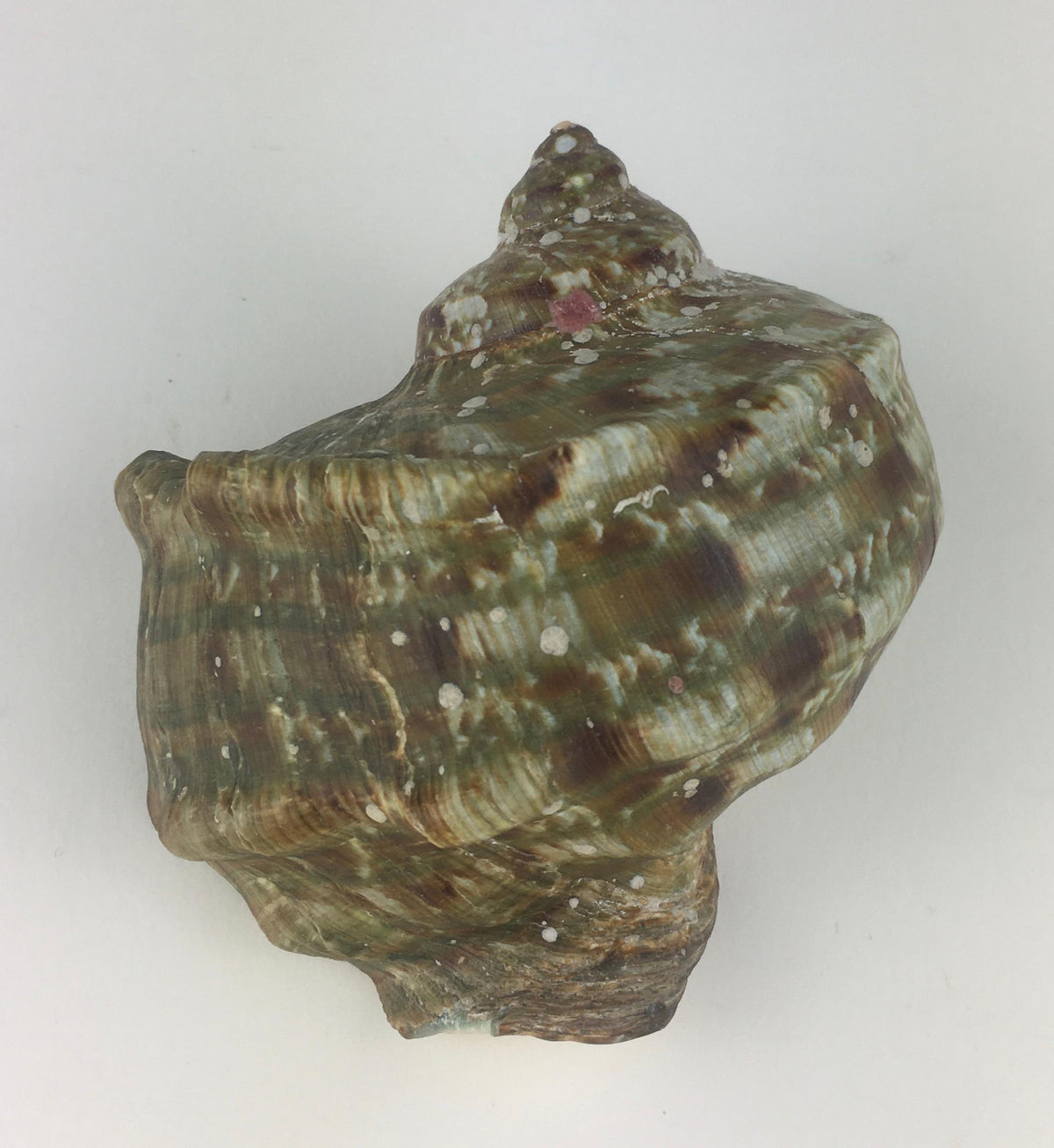 Natural Turbo Marmoratus or Green Turban Shell — detail 5