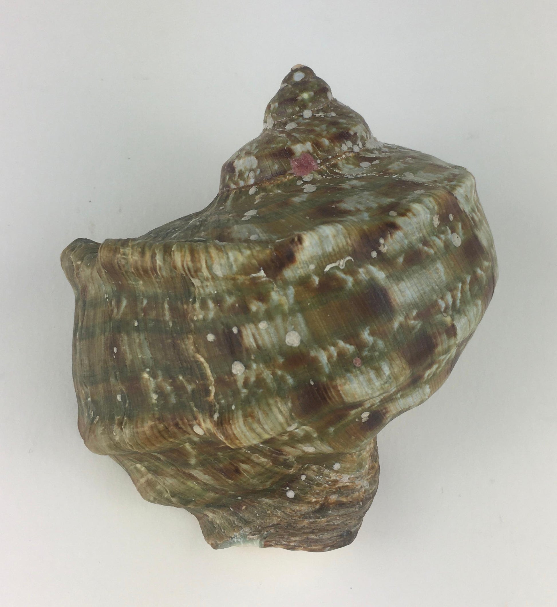 Natural Turbo Marmoratus or Green Turban Shell — detail 5
