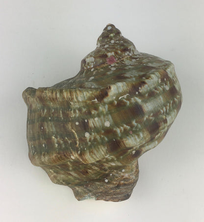 Natural Turbo Marmoratus or Green Turban Shell — detail 5