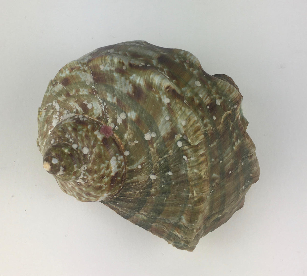 Natural Turbo Marmoratus or Green Turban Shell — detail 3