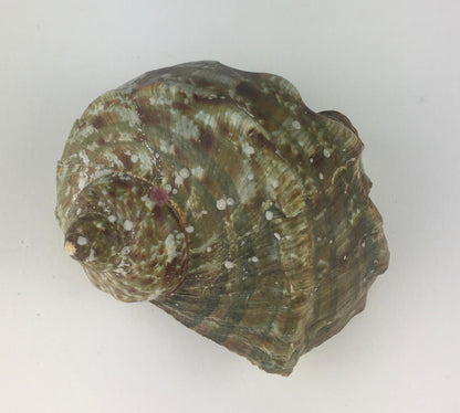 Natural Turbo Marmoratus or Green Turban Shell — detail 3