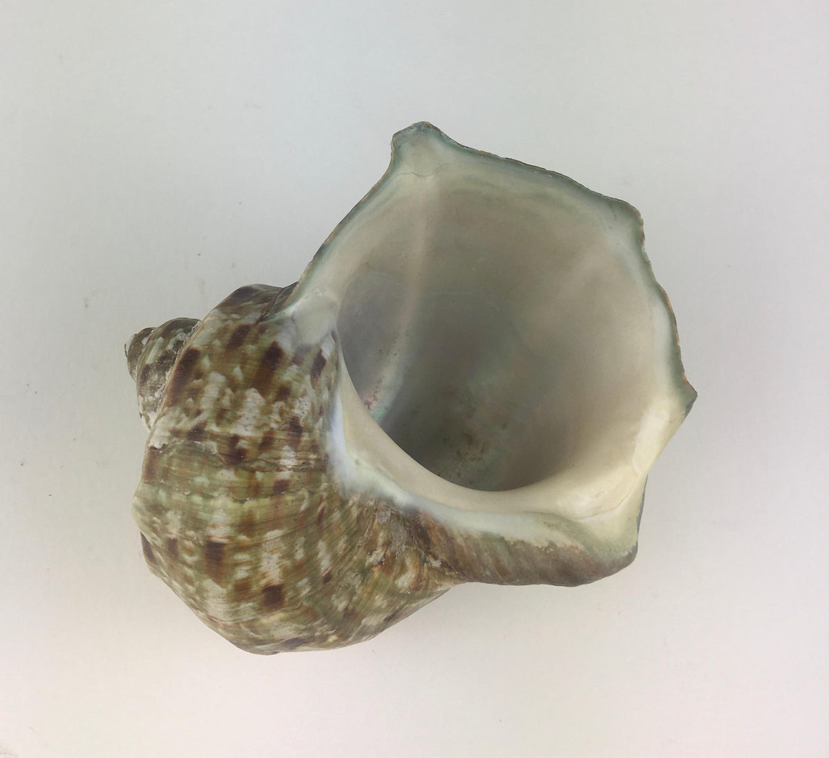 Natural Turbo Marmoratus or Green Turban Shell — detail 4