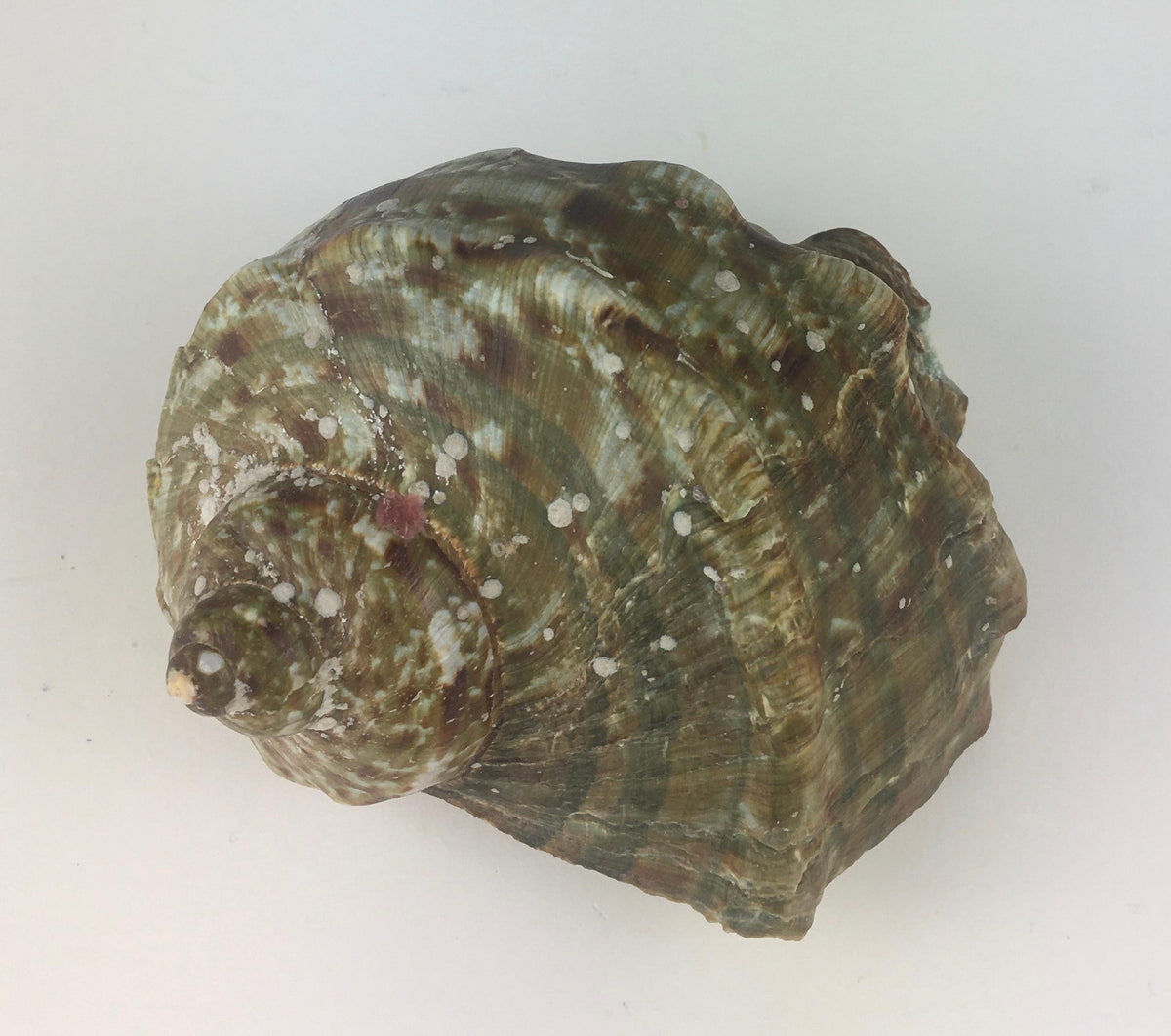 Natural Turbo Marmoratus or Green Turban Shell — detail 2