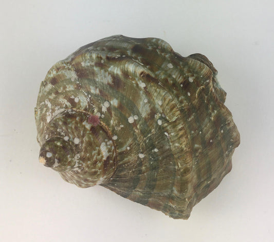 Natural Turbo Marmoratus or Green Turban Shell — detail 2